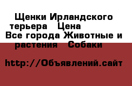 Щенки Ирландского терьера › Цена ­ 30 000 - Все города Животные и растения » Собаки   